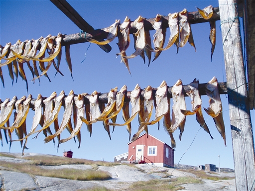 The halibut are dried outside in the settlement