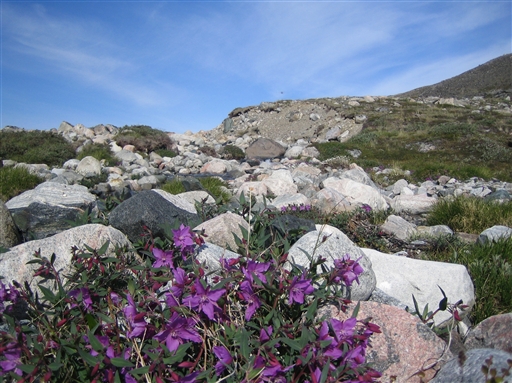 Most people are surprised when they see how colourfull the arctic nature can be