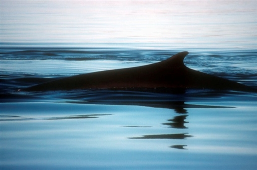 Various whale-watching tours in the Disko bay area