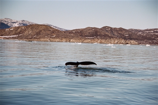 The humpback whale shows its impressive tale before diving