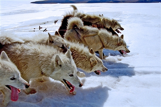 Strong huskies pull the sledges