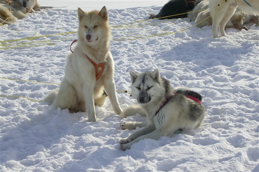 Even strong dogs need a rest