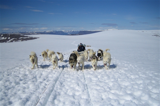 Dogsledge at the Lyngmarksbr�