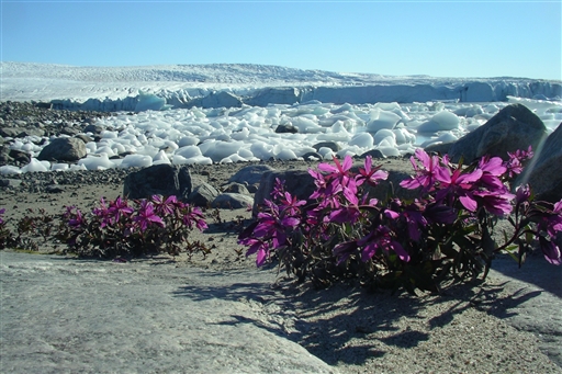 The arctic nature has many colours