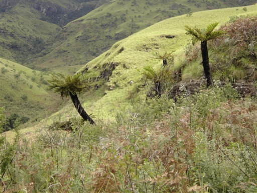 Drakensberg er meget frodigt