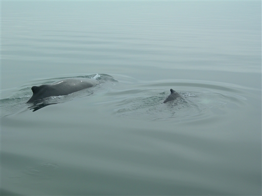 Whales are often seen close to the boat on our boat trips in the Disko Bay