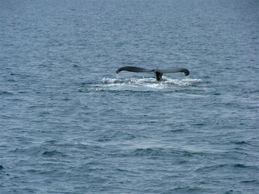 Deep dive from a humpback whale