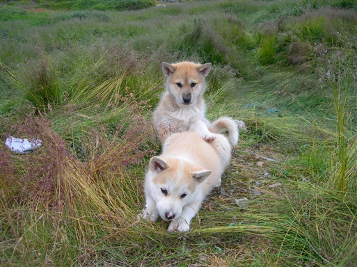 Puppies are allowed to run around in the streets in Ilulissat