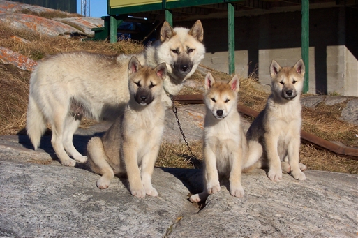 Puppies are allowed to run around in the streets until they reach a certain age