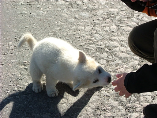 Adorable puppies found everywhere in the streets
