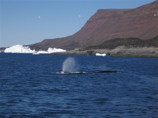 Whales often come close to the shore of the Disko Island