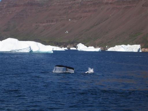 Often the whales move around the waters in smaller groups - making it possible to see various of them in only a short period of time