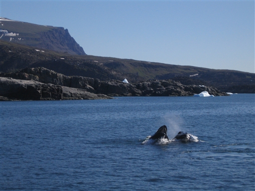 Real paradise for whale enthusiasts 
