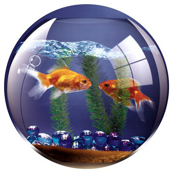 Fellowes Musemåtte, fish bowl scene