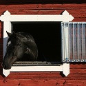 Transparent træbeskyttelse