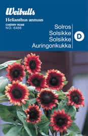 Solsikke - Helianthus annuus - Cherry Rose - Frø (W6466)
