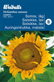 Solsikke - Helianthus annuus - Sunspot - Frø (W6471)