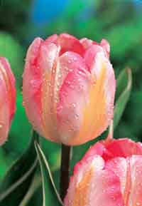 Tulipa 'New Design' - Triumph Tulipan   (W515340)