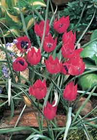 Tulipa 'Little Beauty' - Botanisk Tulipan Øvrige  (W515465)