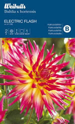 Dahlia kaktus 'Electric Flash'  (W411330)