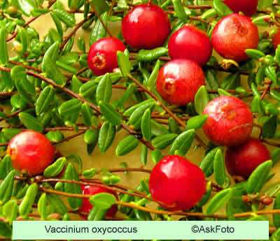 Vaccinium oxycoccus  - Salgshøjde: 10-12 cm - Tranebær  (GS) 