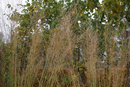 MOLINIA arundinacea 'Transparent' (Mol. altissima 'Trans.') - Stor Pibegræs, Blåtop(MS)