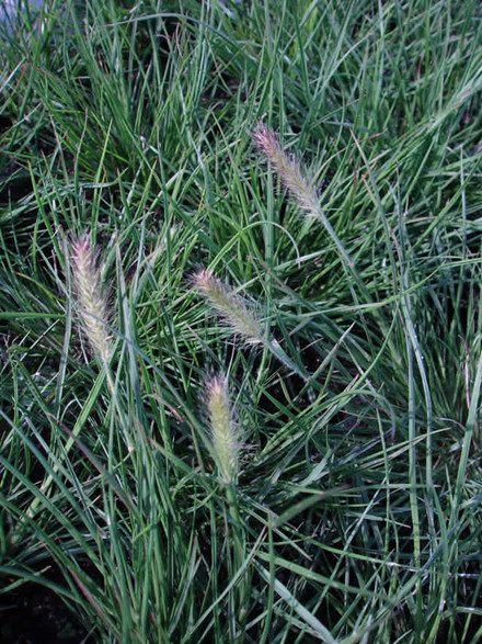 PENNISETUM alopecuroides 'Little Bunny' - Lampepudsergræs (MS)