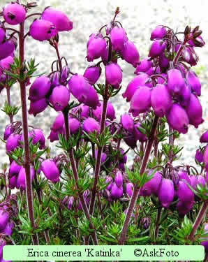 Erica cinerea 'Katinka'