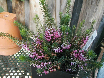 Erica vagans 'Mrs. D.F.Maxwell'