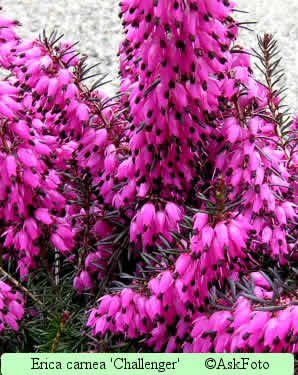 Erica carnea 'Challenger'