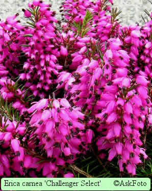 Erica carnea 'Challenger Select'
