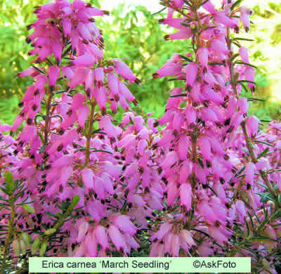Erica carnea 'March Seedling'