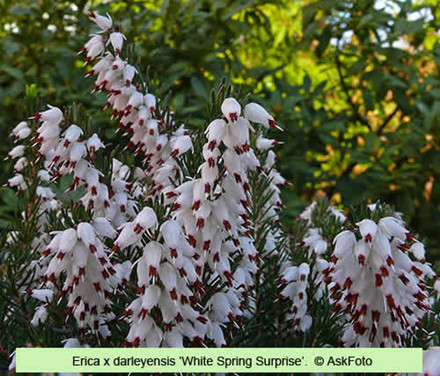 Erica x darleyensis 'White Spring Surprice'