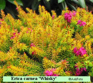 Erica carnea 'Whisky'