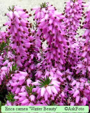 Erica carnea 'Winter Beauty'