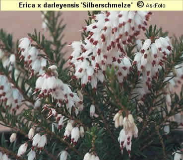 Erica x darleyensis 'Silberschmelze'