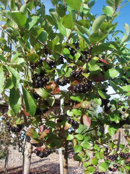 Aronia melanocarpa 'Aron' - Stammehøjde: 80 cm. (AP)