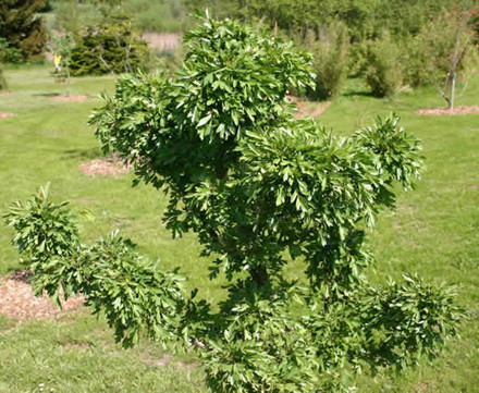 Crataegus monogyna 'Nana’ - Stammehøjde: 40 cm. (AP)