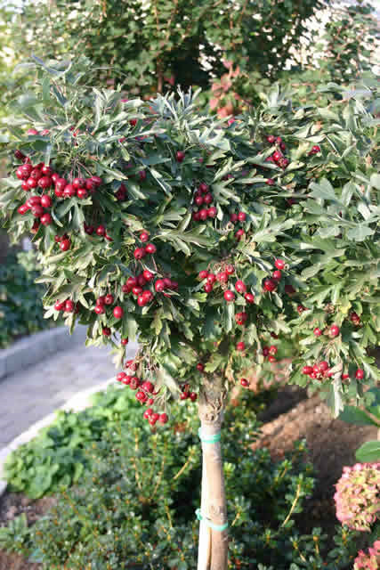 Crataegus monogyna 'Nana' - Stammehøjde: 60 cm. (AP)