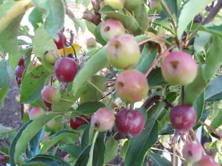 Malus 'Adirondack' - Stammehøjde:80-90 cm. - Paradisæble (AP)