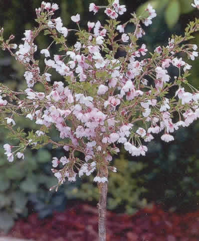 Prunus incisa 'Kojou-no-mai' - Stammehøjde: 40 cm. - Prydkirsebær (AG)