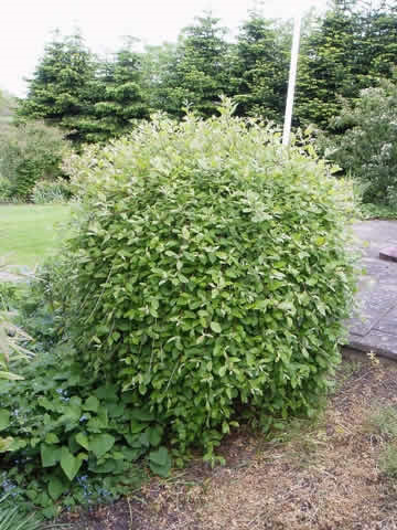 Salix caprea 'Pendula' - Stammehøjde: 80 cm. (AP)