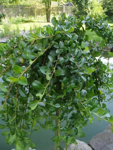 Salix simulatrix - Stammehøjde: 60 cm. (AP)