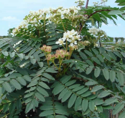Sorbus reducta - Stammehøjde: 60 cm. (AP)
