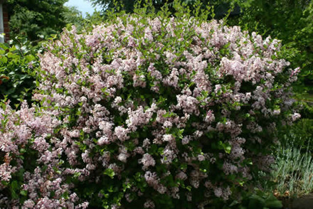 Syringa microphylla - Stammehøjde: 60 cm. (AP)
