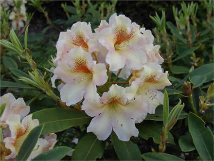 Rhododendron Storbl. 'Bernstein'   - Salgshøjde: 30-50 cm.  (BA) (A)
