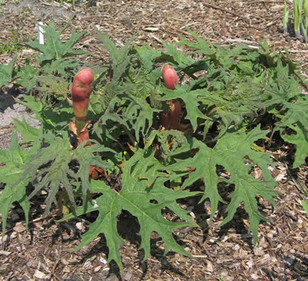 RHEUM palmatum var. 'Tanguticum' - Prydrababer (MS)