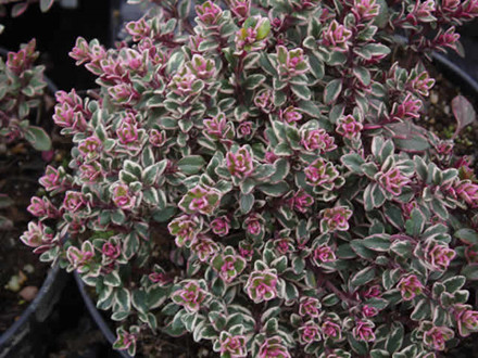 THYMUS citriodorus 'Silver Queen' - Prydtimian (MS)