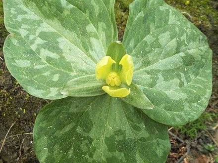 TRILLIUM luteum - Treblad (MS)