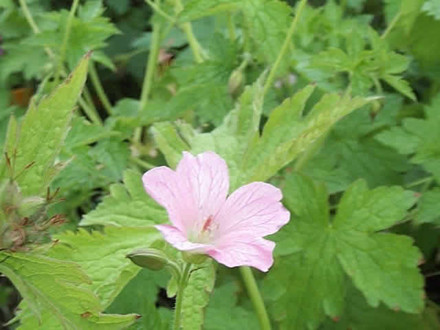 GERANIUM endressii 'Wargrave Pink' - Storkenæb (MS)